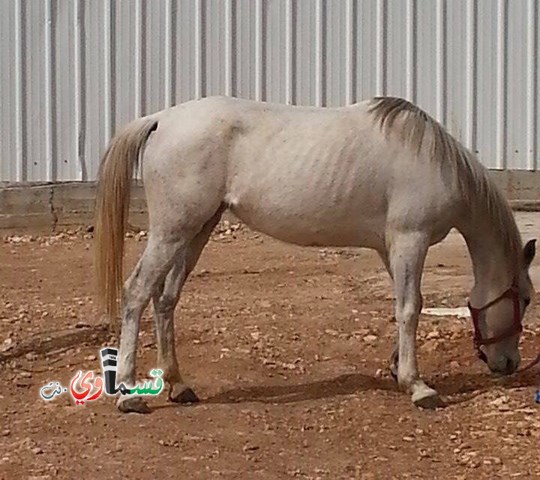 مناشدة من الاهل في كفرقاسم : حصان فقد في كفرقاسم بالأمس الرجاء المساعدة في العثور عليه 